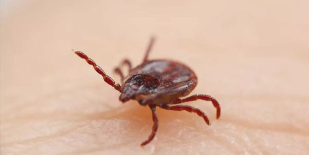 Kırım Kongo Kanamalı Ateşi (KKKA) nedir belirtileri neler? KKKA nasıl bulaşır?