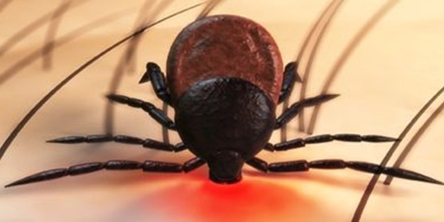 Kırım Kongo Uzmanı yanlış bilinenleri anlattı! 