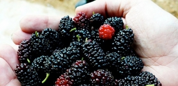 Kırışıklıkları önlemek için o meyveyi yiyin