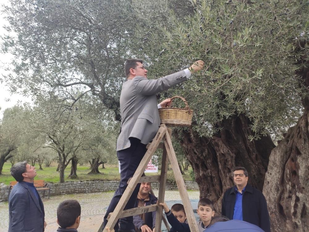 Kırkağaç’ta bin 660 yaşındaki ağaçta zeytin hasadı yapıldı