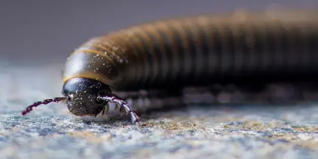 Kırkayak, kulağakaçan bu yüzden eve geliyor: İlgili 2 yöntem... İşte o haşerelerden kurtulmanın basit yolu