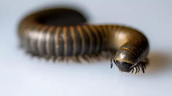 Kırkayak ve kulağakaçan böcekleri buna geliyor! İşte o haşereleri evden göndermenin yolu