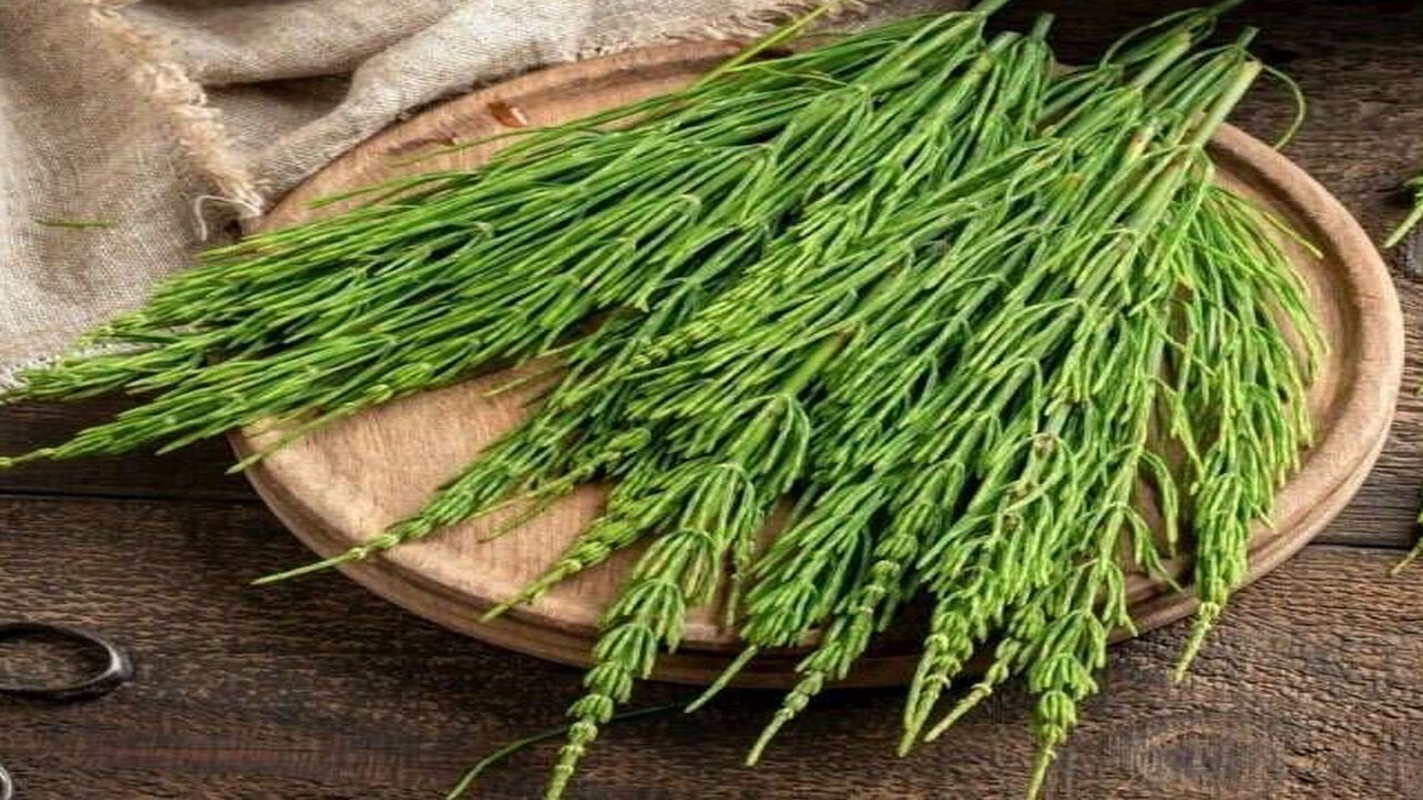 Kırkkilit otunun faydaları! Herkes şaşıracak: Hastalıkları engelleyecek!