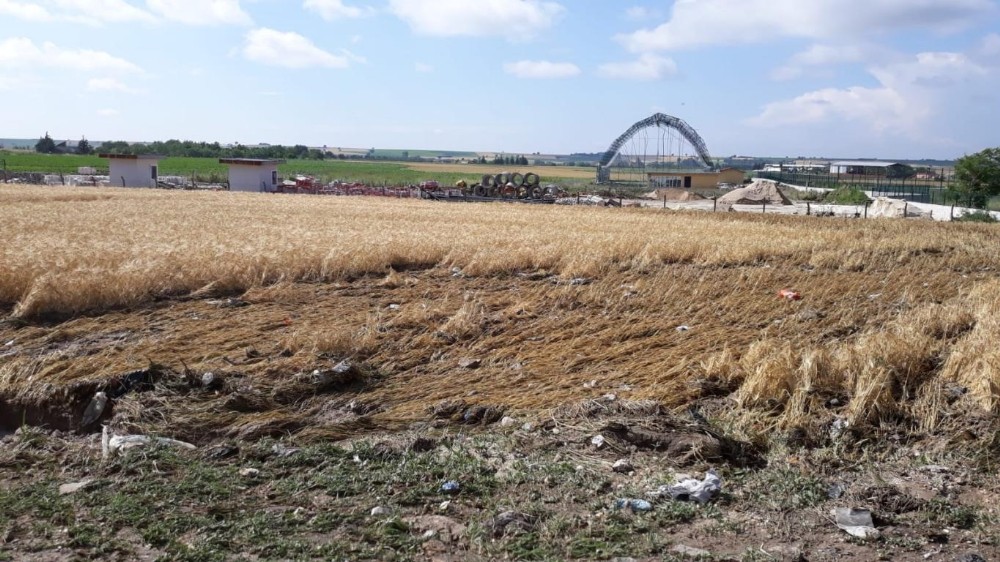 Kırklareli’de dolunun vurduğu tarlalarda inceleme yapıldı 