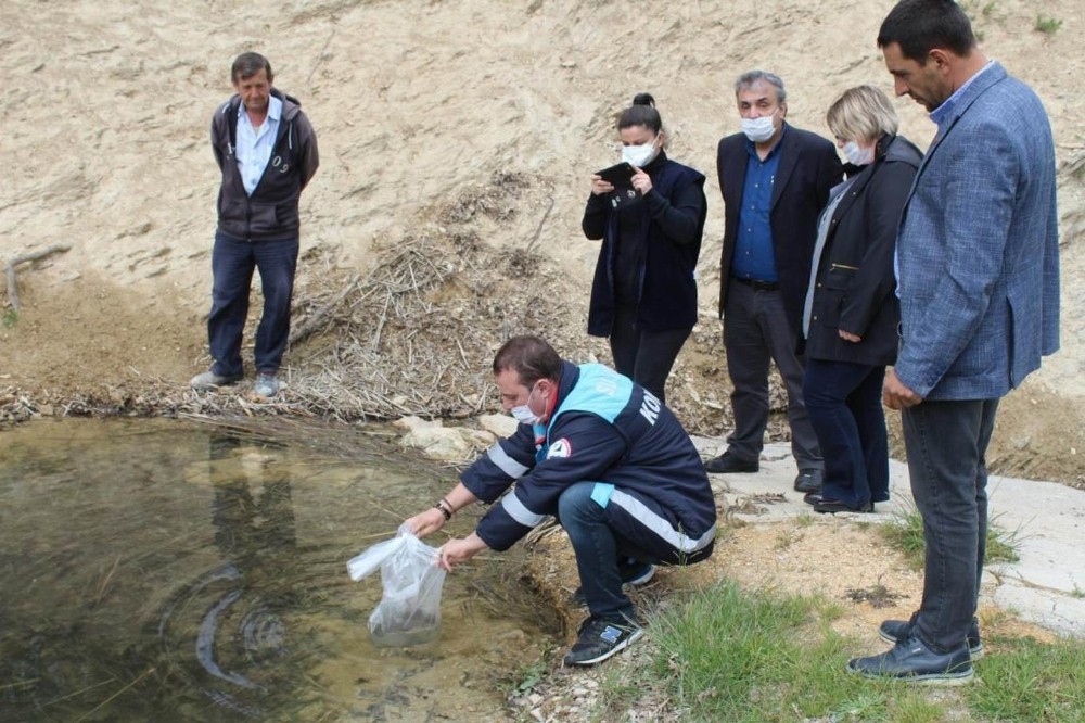 Kırklareli’de göletlere 96 bin sazan yavrusu bırakıldı 