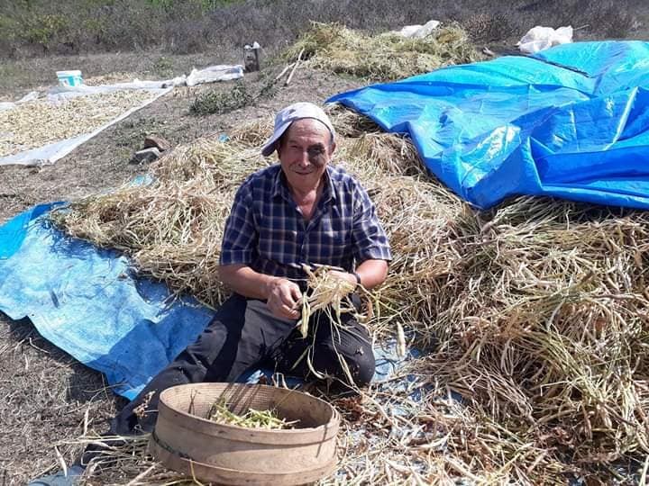 Kırklareli’de kuru fasulye hasadı 