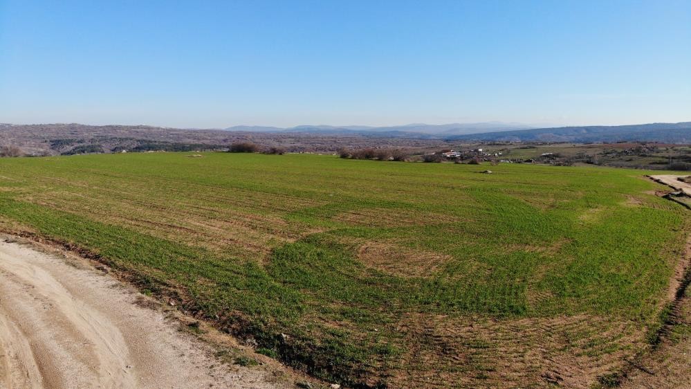 Kırklareli'de son yağışlarla buğday tarlaları yeşillendi