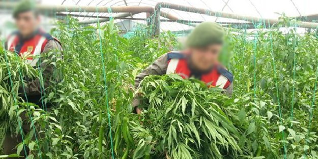 Kırklareli'nde arpa tarlasında 8 bin 895 kök Hint keneviri ele geçirildi