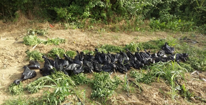Kırklareli'nde ayçiçeği tarlasında 140 bin kök Hint keneviri bulundu