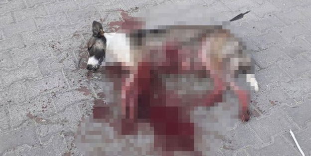 Kırklareli'nde vahşet! Köpeği oklayarak öldürdüler