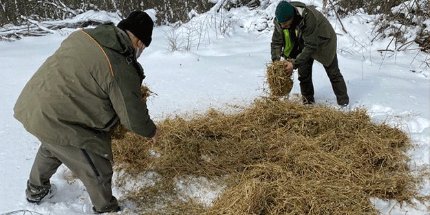 Kırklareli'nde yaban hayvanları için doğaya 7,6 ton yem bırakıldı