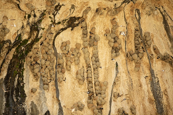 Kırlangıçların yaptığı yuvalar depremde hasar görmedi