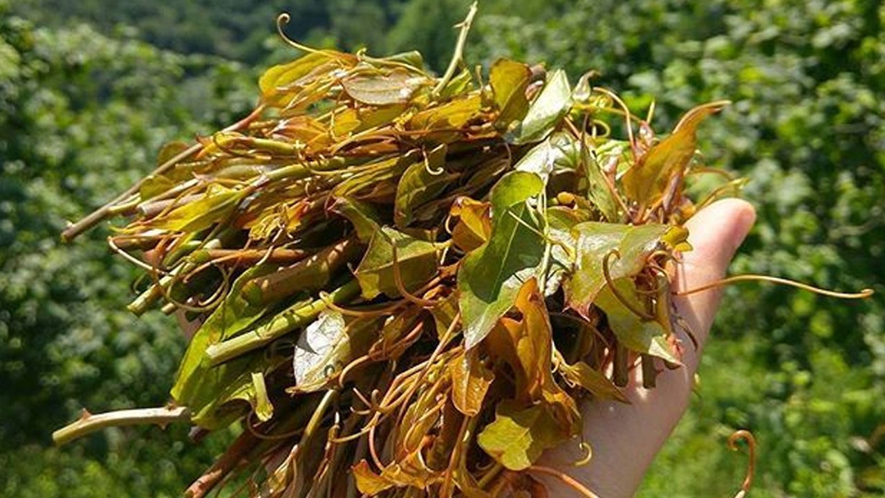 Kirli kanı temizleyen bitki bulundu: Öyle bir şey ki!