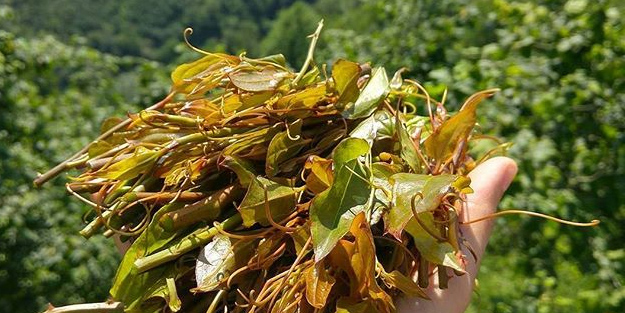 Kirli kanı temizleyen bitkinin olduğunu biliyor muydunuz