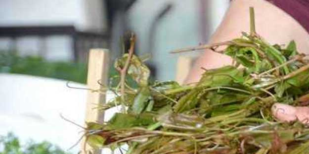 Kirli kanı temizleyen bitki bulundu: Melocan otu olanlar yaşadı! Ev içinde eksik etmeyin! Duyan markete akın edecek