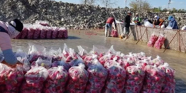 Kırmızı altın... O ilçeye yılda 100 milyon lira kazandırıyor! Hasadı başladı