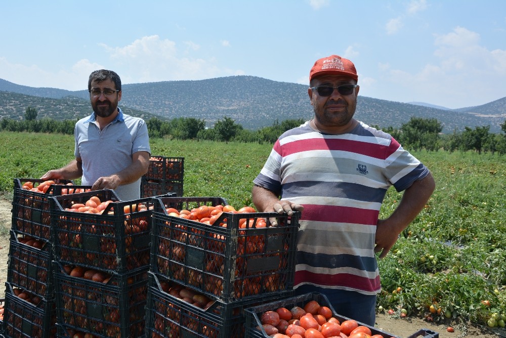 ’Kırmızı altın’da hasat zamanı 