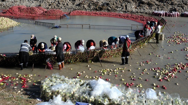 'Kırmızı altın'da yüzler gülüyor