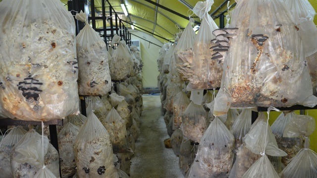 Kırmızı ete rakip geliyor