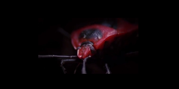 Kırmızı Japon Böceği'nin hüzünlü hikayesi