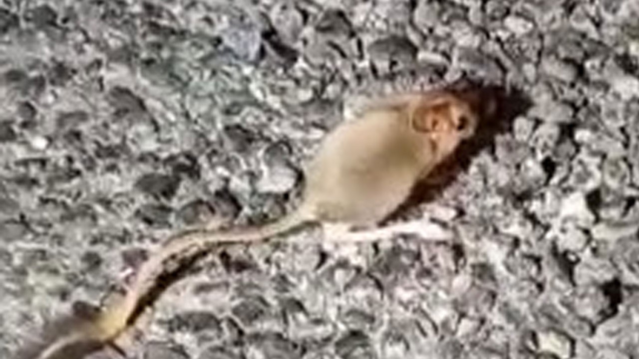 Kırmızı listede yer alan o hayvan Tunceli’de görüldü