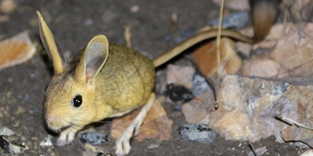 Kırmızı listede yer alıyor! Gümüşhane'de görüntülendi