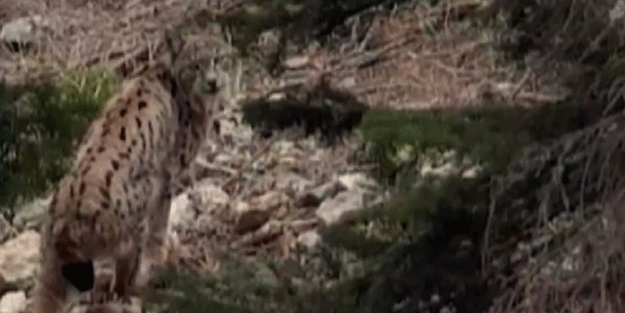 'Ormanın hayaleti' o ilimizde görüntülendi