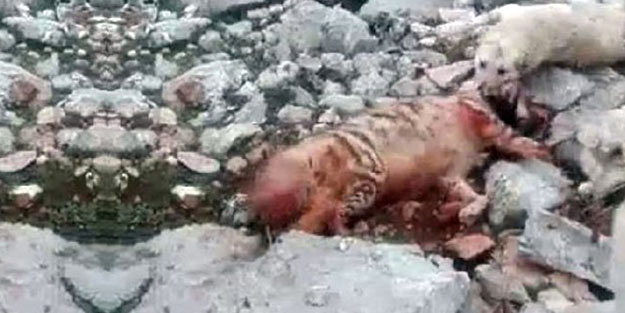 'Kırmızı liste'deki hayvanı köpeklere boğdurdular