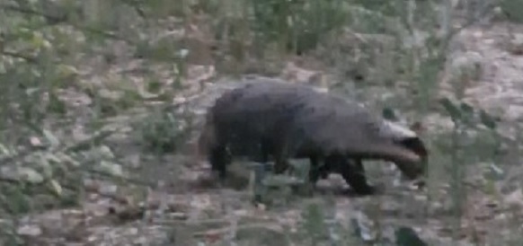 Kırmızı listedeki porsuk görüntülendi