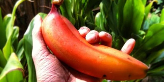 Kırmızı muz görmüş müydünüz?