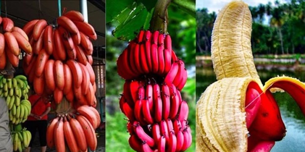 Kırmızı muz zayıflatıyor