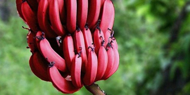 Kırmızı muz zayıflatıyor