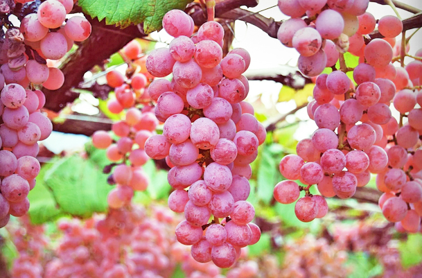 Kırmızı üzümün bilinmeyen 10 mucizevi etkisi