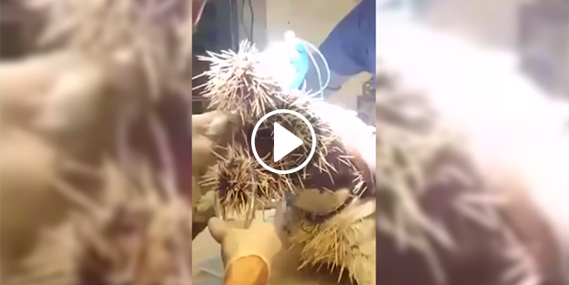 Kirpi, köpeği işte bu hale getirdi!