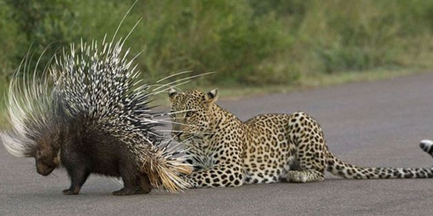 Kirpi, leoparı doğduğuna pişman etti!