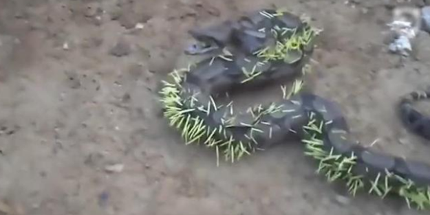 Kirpi yiyen yılanın hazin sonu