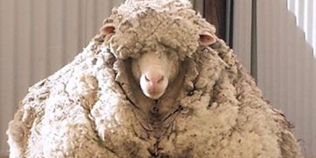 Kırpılmamak için yıllarca kaçtı ancak...