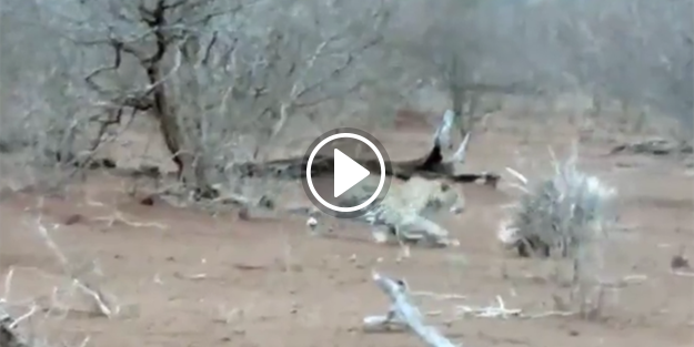 Kirpiye saldırdığına pişman olan leopar