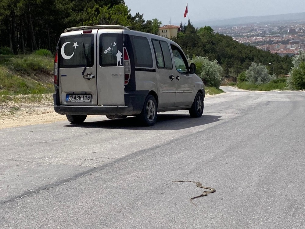 Kırsal kesimde yılanlar ortaya çıktı 