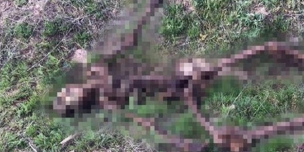 Kırsalda bulundu... Sadece iskeleti kalmış