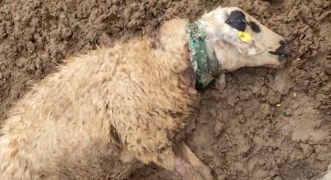 Kırsalda dehşet anları! Sürüye dadanan kurt büyük zarar verdi!