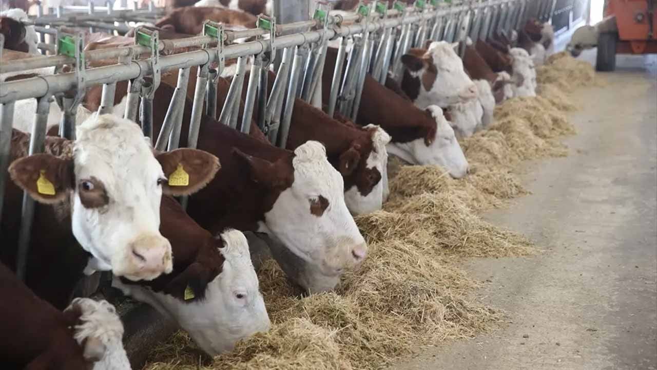 Kırsalda yeni dönem başladı! Hayvancılık desteklerinde teslimatlar hızlandı