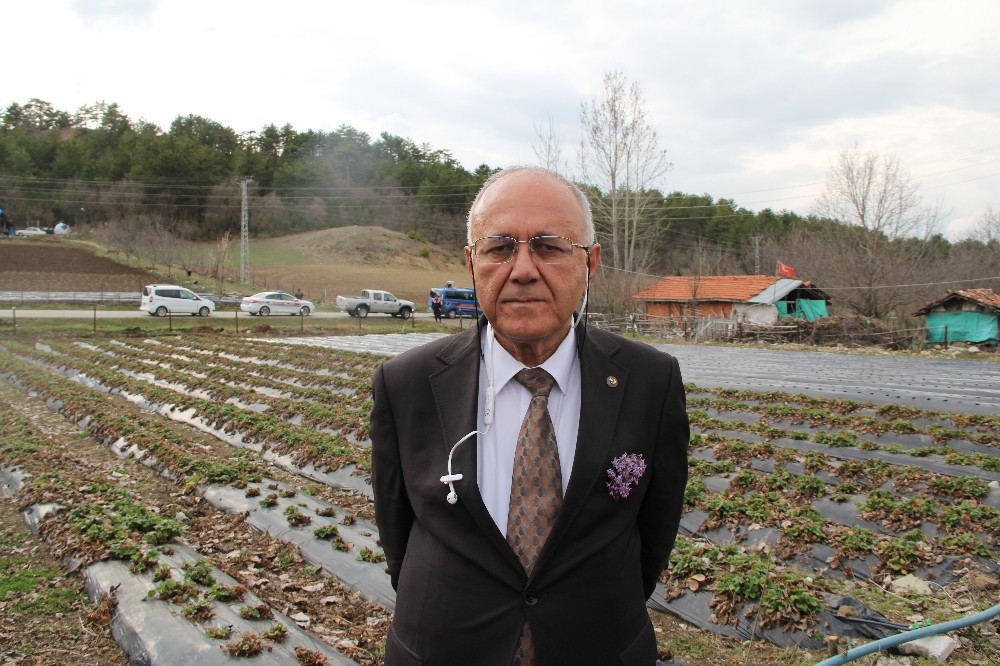 Kırsaldaki yoksulluk, köyden kente göç çilekle yenilecek 