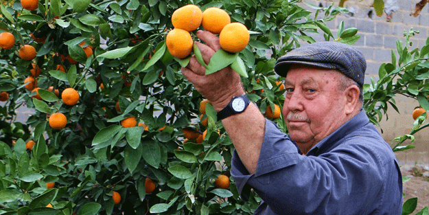 Kış aylarının vazgeçilmeziydi… Dalında kaldı fiyatı 15 kuruşa düştü