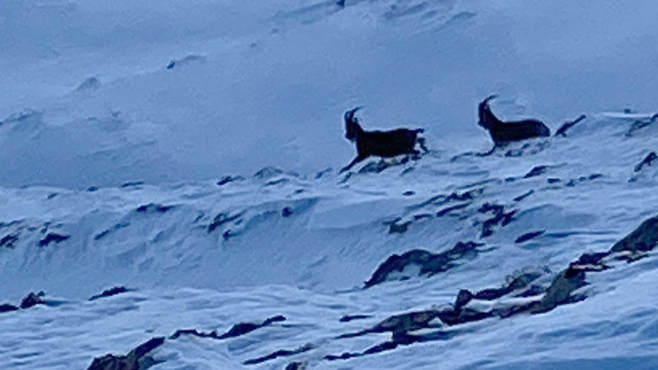 Kış bastırdı, dağ keçileri yaylaya indi