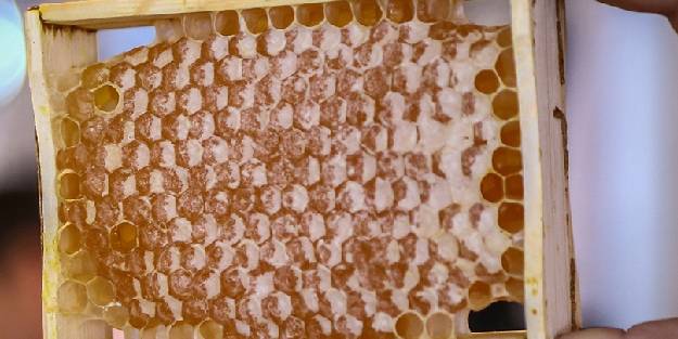 Kış geldi arı ürünlerine talep arttı. Balın sağlığa faydaları nelerdir?