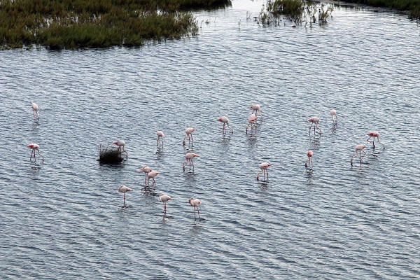 Kış kuşları dönmeye başladı!