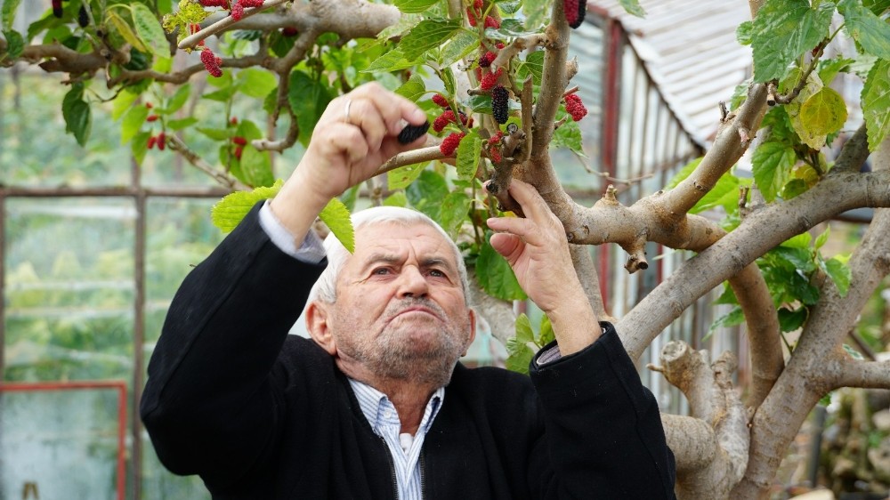 Kış ortasında dalından kırmızı dut yediler 