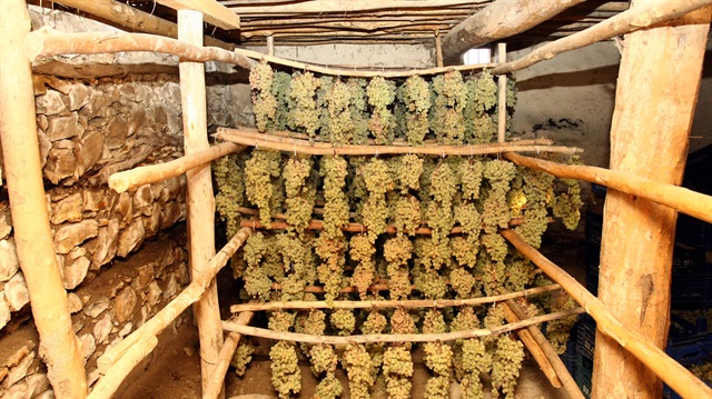 Kış ortasında salkımında taze üzüm keyfi