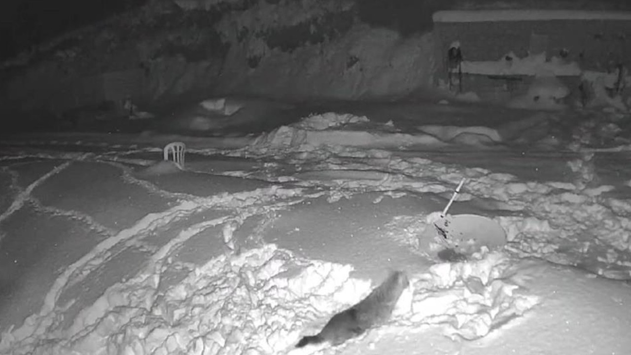 Kış şartları hayvanları da zorluyor! Aç kalan kurtlar köye indi